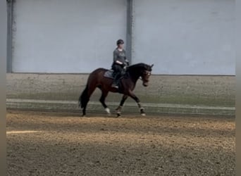 Westphalian, Mare, 8 years, 16 hh, Brown