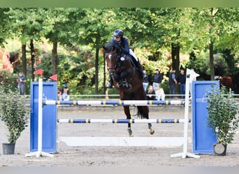 Westphalian, Mare, 8 years, 16 hh, Brown