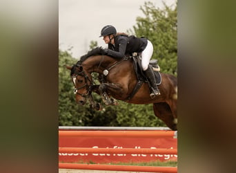 Westphalian, Mare, 8 years, 16 hh, Brown