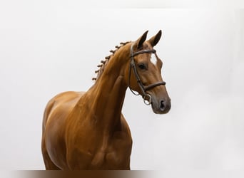 Westphalian, Mare, 8 years, 16 hh, Chestnut-Red