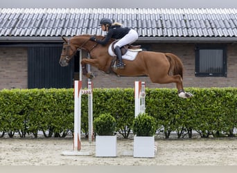 Westphalian, Mare, 8 years, 16 hh, Chestnut-Red