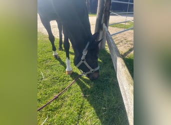 Westphalian, Mare, 8 years, 16 hh, Smoky-Black
