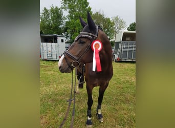Westphalian, Mare, 8 years, 16,1 hh, Bay-Dark