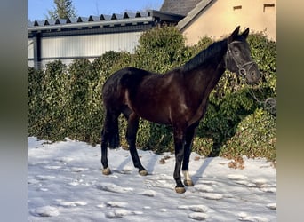 Westphalian, Mare, 8 years, 16,1 hh, Black