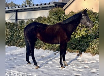 Westphalian, Mare, 8 years, 16,1 hh, Black