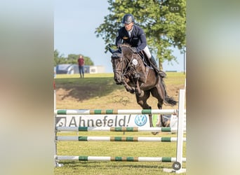 Westphalian, Mare, 8 years, 16,1 hh, Black