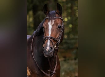 Westphalian, Mare, 8 years, 16,1 hh, Brown