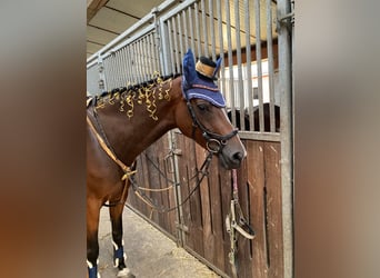 Westphalian, Mare, 8 years, 16,1 hh, Brown