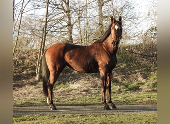 Westphalian, Mare, 8 years, 16,1 hh, Brown