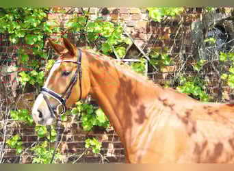 Westphalian, Mare, 8 years, 16,1 hh, Chestnut-Red