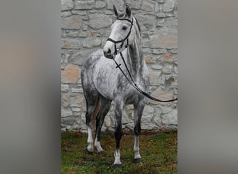 Westphalian, Mare, 8 years, 16,1 hh, Grey
