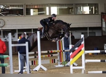 Westphalian, Mare, 8 years, 16,1 hh, Smoky-Black