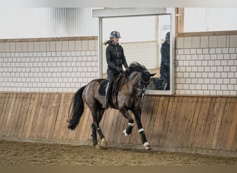 Westphalian, Mare, 8 years, 16,1 hh, Smoky-Black