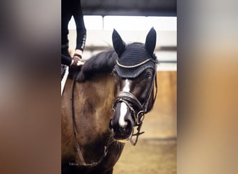 Westphalian, Mare, 8 years, 16,1 hh, Smoky-Black