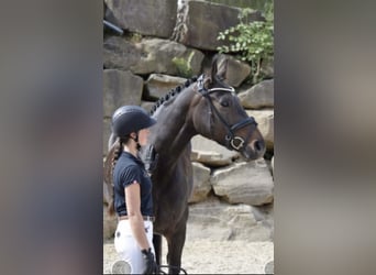 Westphalian, Mare, 8 years, 16,2 hh, Bay-Dark