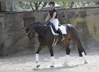Westphalian, Mare, 8 years, 16,2 hh, Bay-Dark