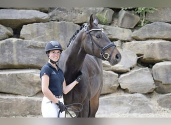 Westphalian, Mare, 8 years, 16,2 hh, Bay-Dark