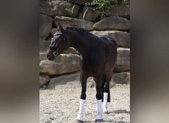 Westphalian, Mare, 8 years, 16,2 hh, Bay-Dark