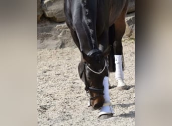 Westphalian, Mare, 8 years, 16,2 hh, Bay-Dark