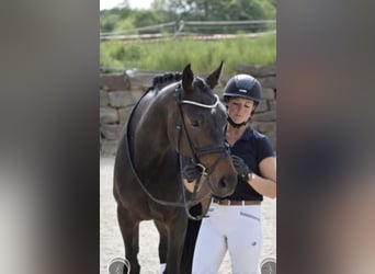 Westphalian, Mare, 8 years, 16,2 hh, Bay-Dark