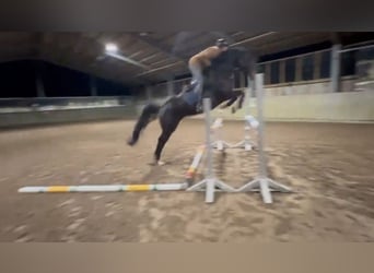 Westphalian, Mare, 8 years, 16,2 hh, Bay-Dark