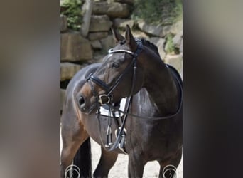 Westphalian, Mare, 8 years, 16,2 hh, Bay-Dark