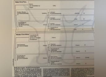 Westphalian, Mare, 8 years, 16,2 hh, Bay-Dark