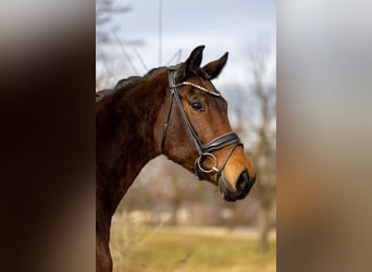 Westphalian, Mare, 8 years, 16,2 hh, Brown