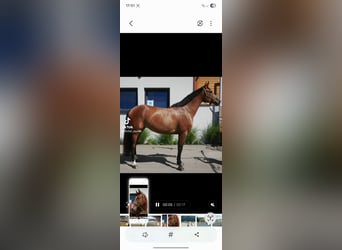 Westphalian, Mare, 8 years, 16,2 hh, Brown