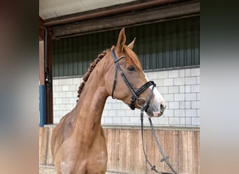Westphalian, Mare, 8 years, 16,2 hh, Chestnut-Red