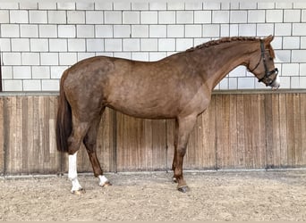Westphalian, Mare, 8 years, 16,2 hh, Chestnut-Red