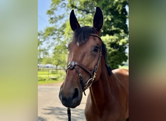Westphalian, Mare, 8 years, 16,3 hh, Brown