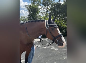 Westphalian, Mare, 8 years, 17.2 hh, Brown