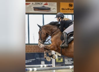 Westphalian, Mare, 8 years, 17.2 hh, Brown