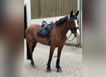 Westphalian, Mare, 8 years, 17.2 hh, Brown