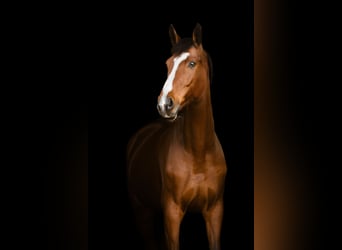 Westphalian, Mare, 8 years, 17 hh, Brown