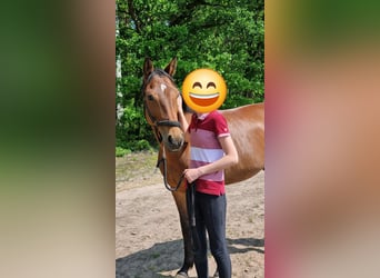 Westphalian, Mare, 9 years, 15.2 hh, Brown