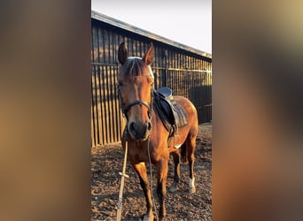 Westphalian, Mare, 9 years, 15.2 hh, Brown