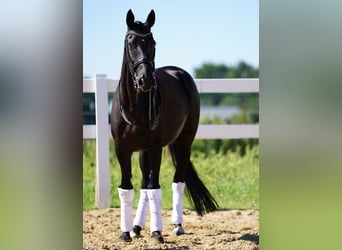 Westphalian, Mare, 9 years, 15.3 hh, Black