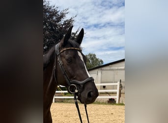 Westphalian, Mare, 9 years, 16.1 hh, Black