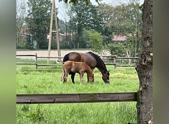 Westfale, Stute, 9 Jahre, 16,1 hh, Brauner