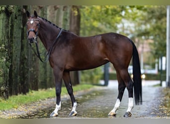 Westphalian, Mare, 9 years, 16,1 hh, Brown