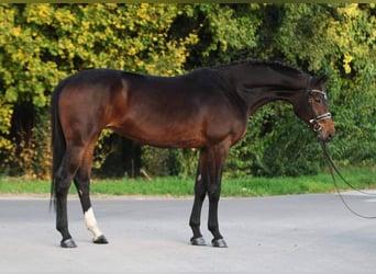 Westphalian, Mare, 9 years, 16,1 hh, Brown