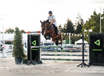 Westphalian, Mare, 9 years, 16,1 hh, Brown