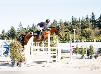 Westphalian, Mare, 9 years, 16,1 hh, Brown