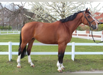 Westphalian, Mare, 9 years, 16.1 hh, Brown