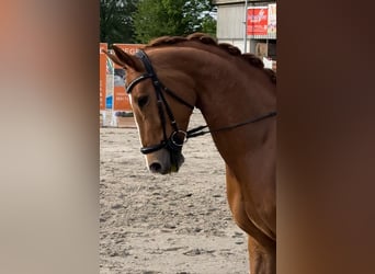 Westphalian, Mare, 9 years, 16,1 hh, Chestnut-Red