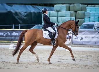 Westphalian, Mare, 9 years, 16,1 hh, Chestnut-Red