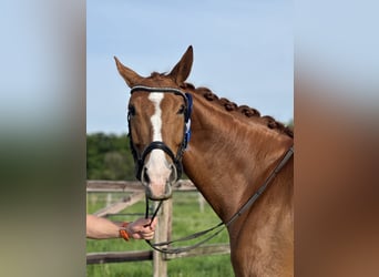 Westphalian, Mare, 9 years, 16,1 hh, Chestnut-Red