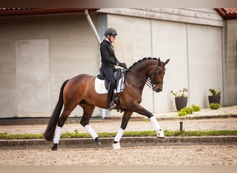 Westphalian, Mare, 9 years, 16.1 hh